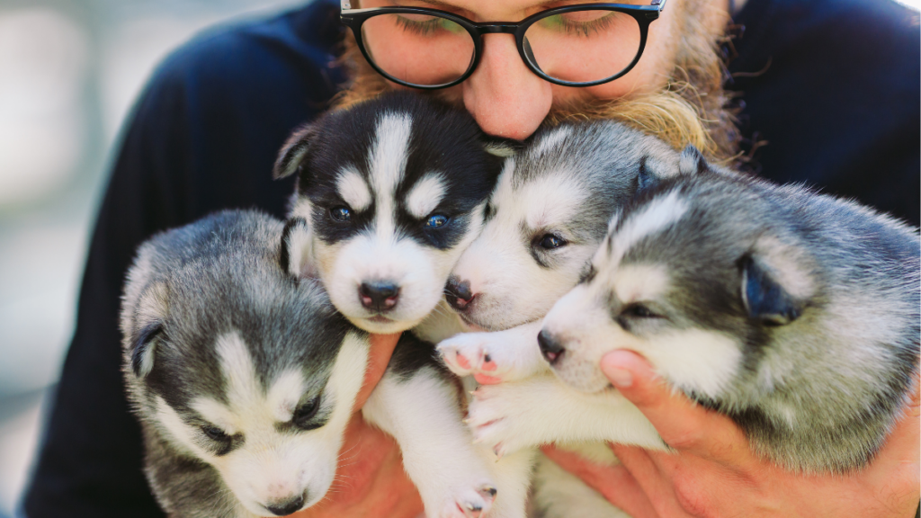Female dog breeder holding four husky puppies in her arms snuggling them close to her face